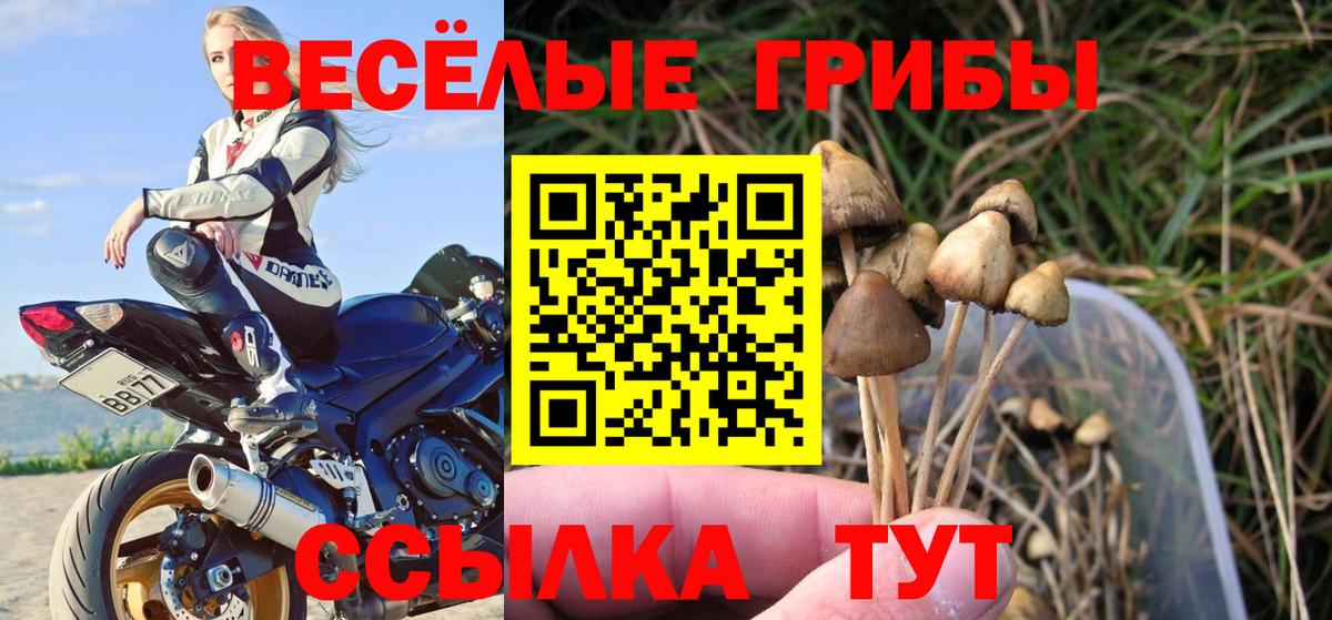 Реутов  Галлюциногенные грибы Psilocybe  Вход с VPN  Псилоцибиновые грибы мухоморы 